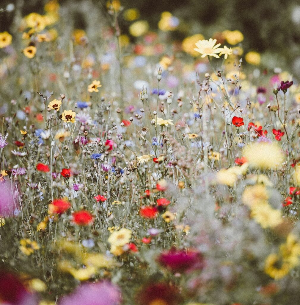 Wildflower Seed bombs Photo by Annie Spratt on Unsplash