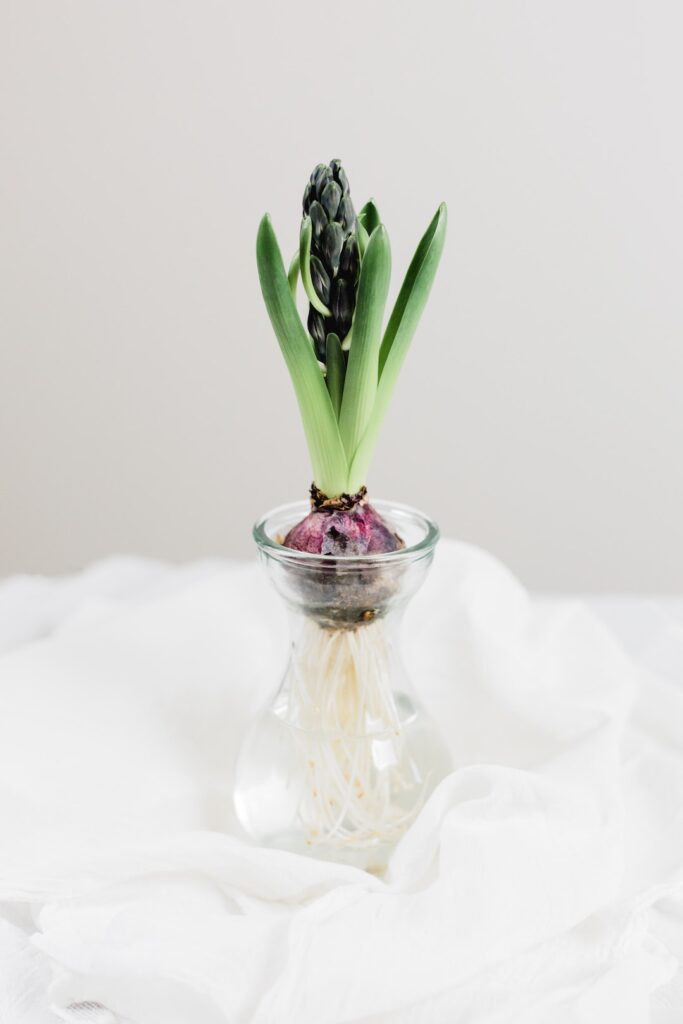 Bulb Vase image by Tim Chow on Unsplash